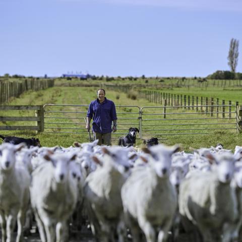 NZ Farmer with sheep