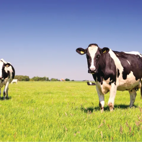 Cows in a field