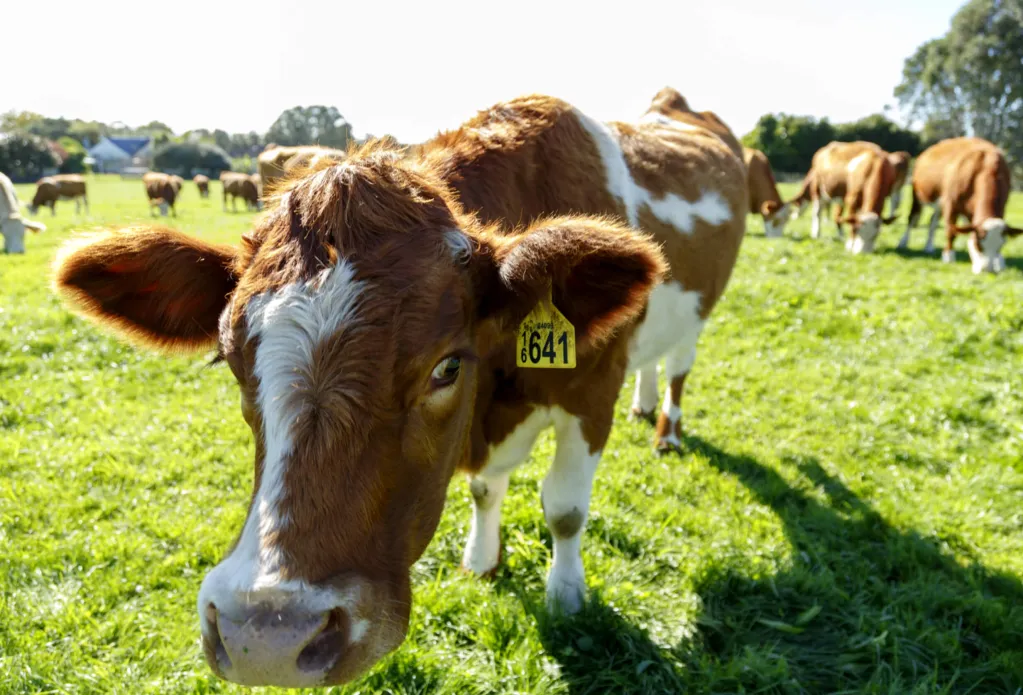 cattle with active tag